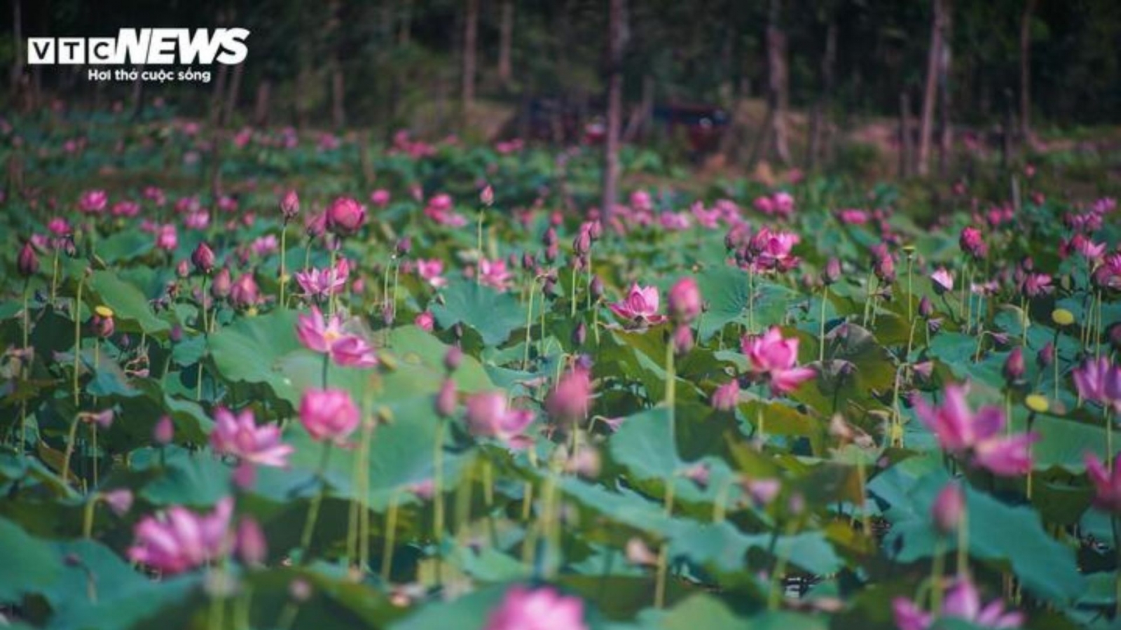 Sắc hồng phủ kín cánh đồng sen lớn nhất Đà Nẵng